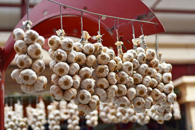 Close-up of shells