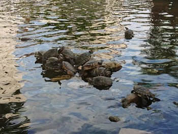 Reflection of crocodile in water