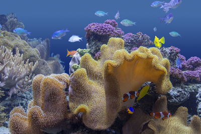 View of fishes swimming in sea