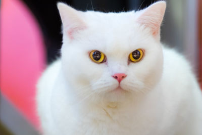 Close-up portrait of cat