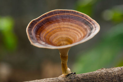 Close-up of a mushroom