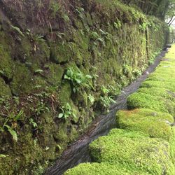 Close-up of moss growing on tree trunk