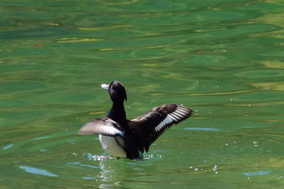 Duck swimming in lake