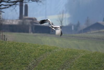 Stork flying over a field