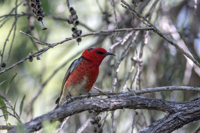 Close-up of a bird perching on branch