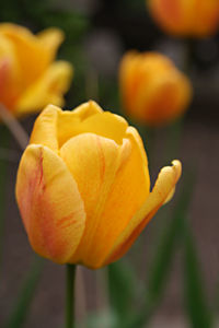 Close-up of yellow flowers blooming outdoors