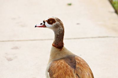 Close-up of a bird looking away