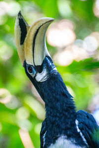 Close-up of bird