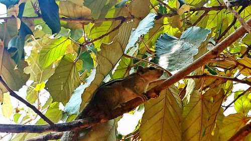 Low angle view of monkey on tree