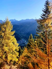 Pine trees in forest against sky during autumn