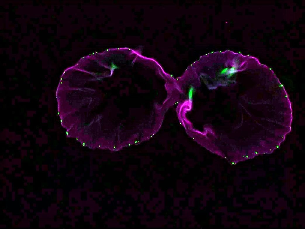 CLOSE-UP OF ILLUMINATED FLOWERS