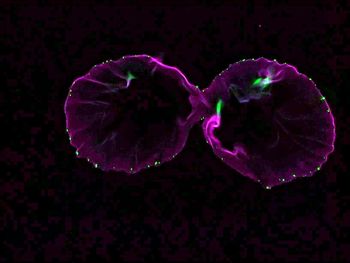 Close-up of flowers in the dark