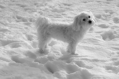 Portrait of a dog in snow