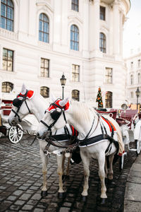 Horse carriage near the castle in vienna. high quality photo