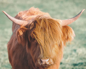 Close-up of a highlandcattle