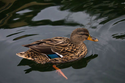 High angle view of mallard duck swimming in lake