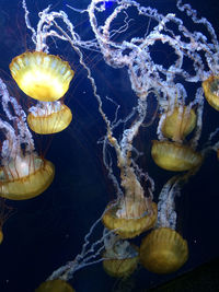 Close-up of jellyfish swimming in water