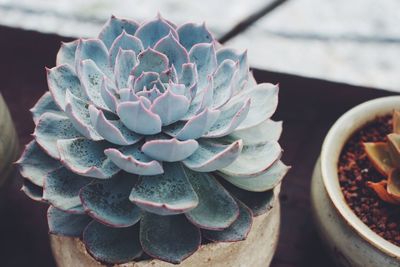 High angle view of potted succulent plant on table