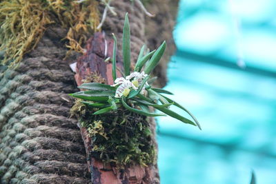 Close-up of flowering plant on tree trunk