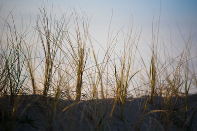 Close-up of wheat growing on field against sky