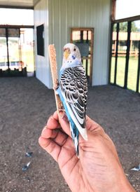 Close-up of hand holding bird