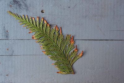 High angle view of plant on floor against wall