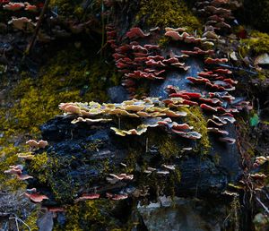 Autumn leaves in water