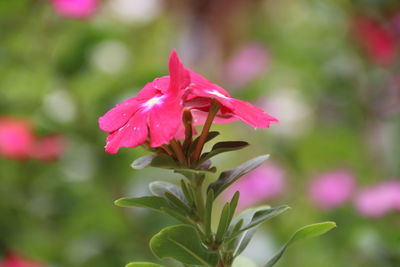 Close-up of pink flowering plant