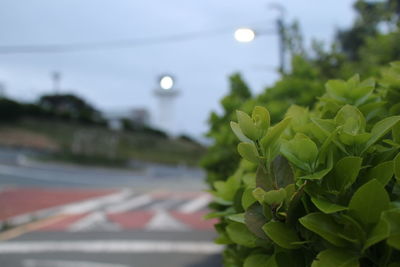 Close-up of plant in city against sky at dusk