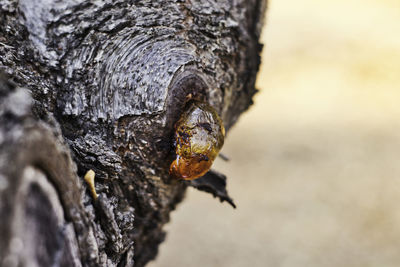 Close-up of lizard on tree trunk