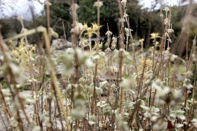 Close-up of flowering plants on field