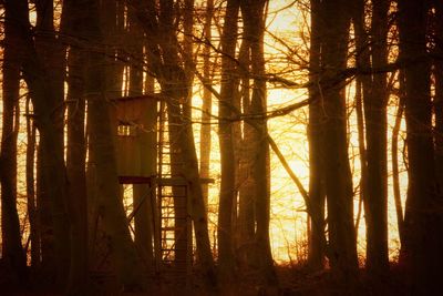 Silhouette of trees in forest