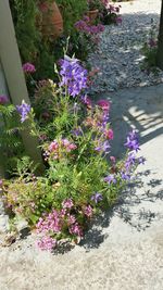 Close-up of purple flowers