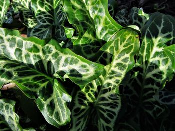 Full frame shot of plants