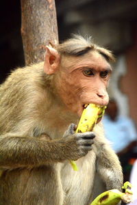 Close-up of monkey sitting in zoo