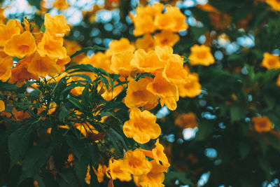 Close-up of yellow flowering plant