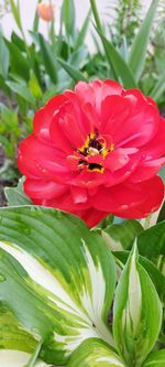 Close-up of bee on red flowering plant