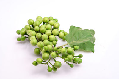 High angle view of green plant against white background
