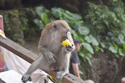 Monkey eating food