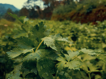 Close-up of flowering plant leaves on field