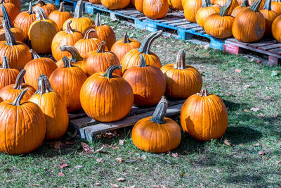 Pumpkins on field