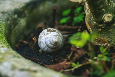 Close-up of snail on rock