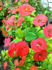 Close-up of red flowers blooming outdoors