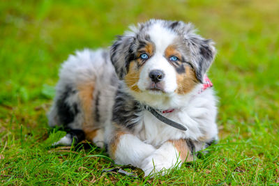 Portrait of baby dog on field