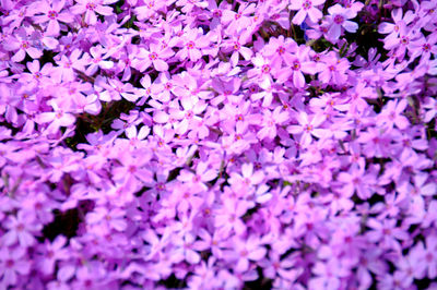 Full frame shot of purple flowering plants