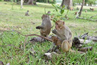 Monkeys sitting on field