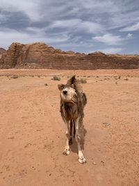 Camel on wadi rum desert national park 2019 - jordan
