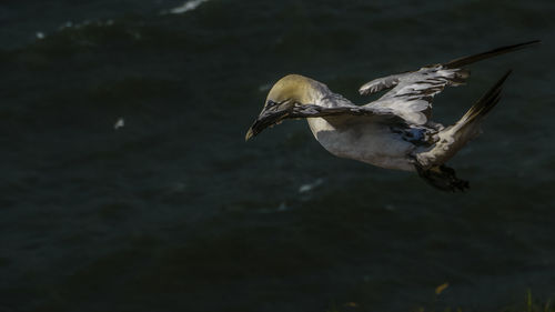 Bird flying over water