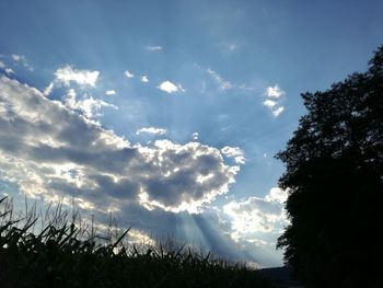 Low angle view of trees against sky