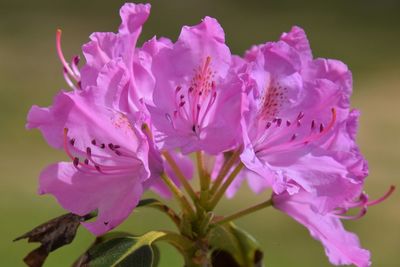 Close-up of pink flowering plant